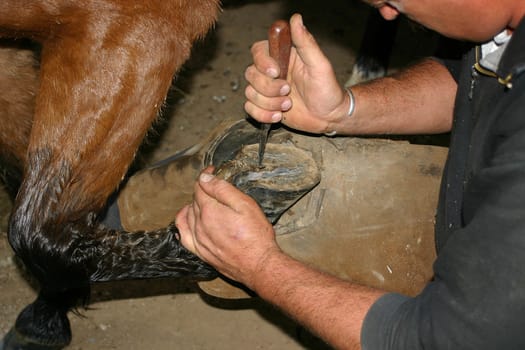 Hoof care 3
