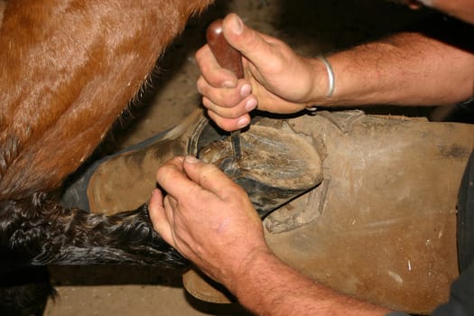 Hoof Care 2