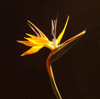 Bird of paradise