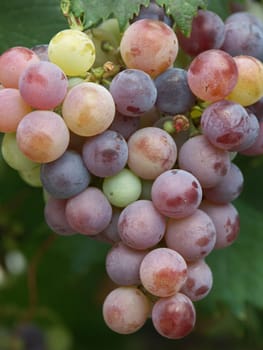Bunches of grapes