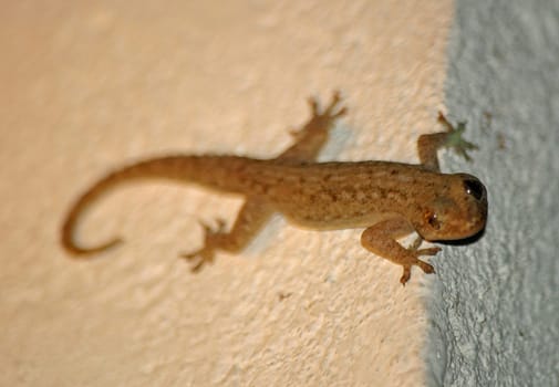 always long on the wall