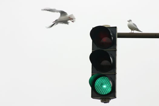 In northern Germany,the seagulls only fly when they are GREEN :-)