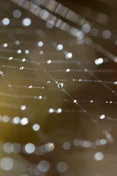 net or network