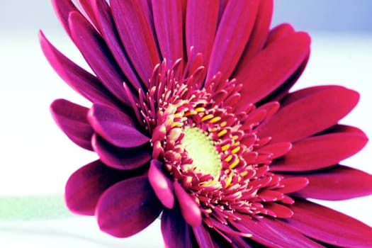Purple flower