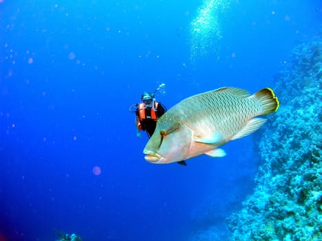 August 2004 at Panorama Reef,Safaga. There are 2 Napos there,this is the smaller one!