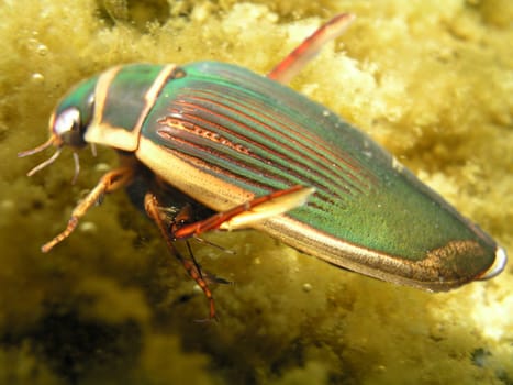 Yellow smut beetles are voracious predators that prey on tadpoles and smaller fish.