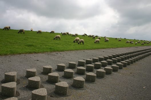 Sheep as far as the eye can see