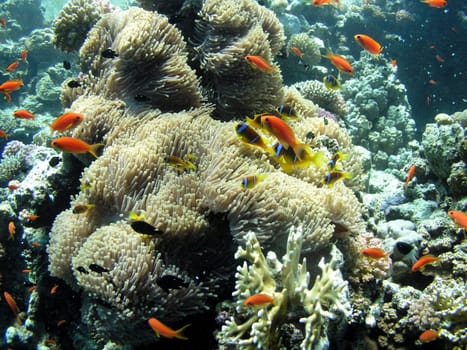 City of Anemone Fish (Yes,Children - Nemos!!!!) on the panoramic reef,Safaga. September 2004