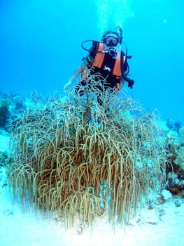 Tasha in front of a species of horn coral (weeping willow). Abu soma Garden,2004