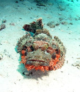 Dragon's Head,Safaga 2004