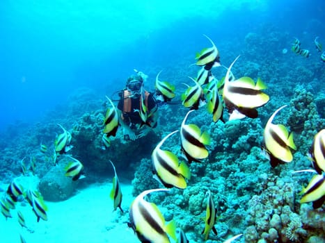 Diver in the pennant fish school 1
