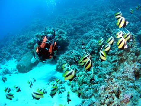 Tasha in the pennant fish school