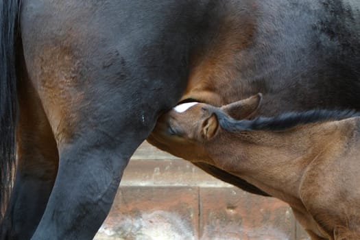 Trakehner foal Scally born 27.11.04 at the milk counter
