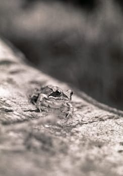 Common frog