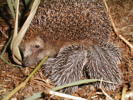 Hedgehog family in the garden,2003