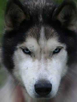 Look me in the eye... Small