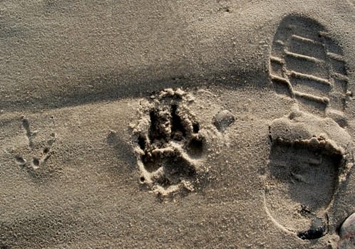 Tracks in the sand