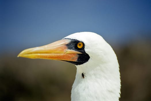 The Bird of the World Wears Fly II