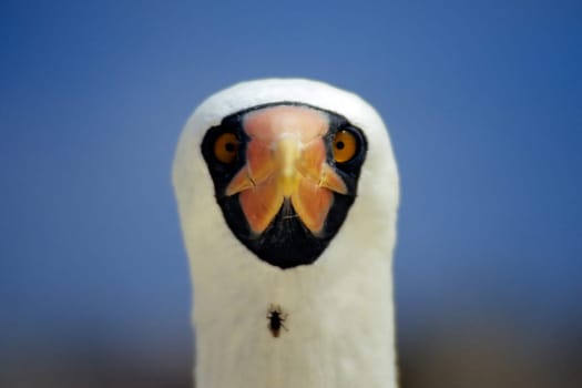 The bird of the world wears a bow tie