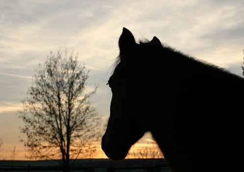 Light and shadow