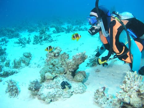 Since the anemones offer protection to the clownies,they also defend them against much larger divers or conspecifics,which they see in the reflection of the diving mask. Little heroes!