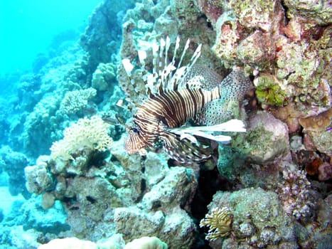 Safaga 2004,No aquarium recording!