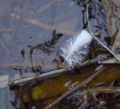 The feather in the ice