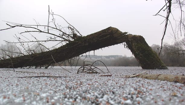 By the way,the tree was cut down by a beaver.