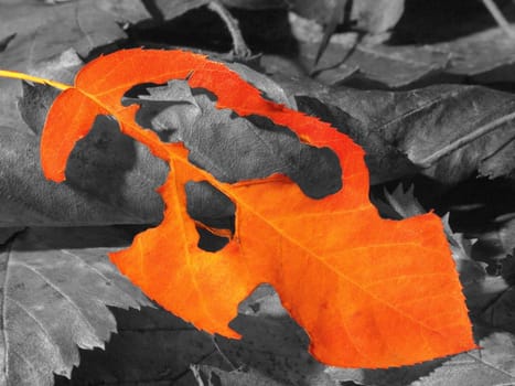 Autumn brings up a lot of emotions. Sometimes it is cold and grey,but there is still a lot of feeling and colour in it.