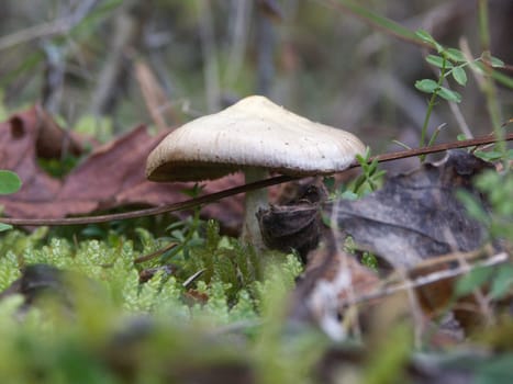 Mushroom in the forest