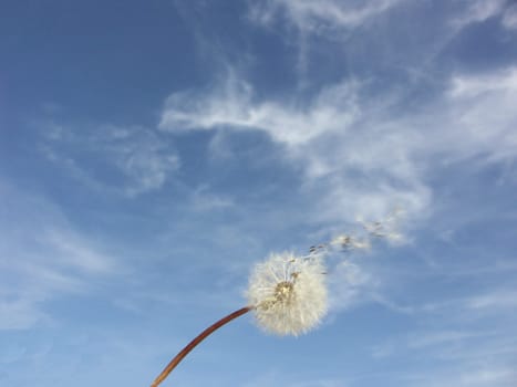 The Wind