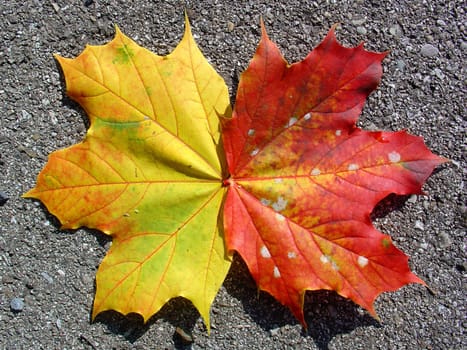Maple leaf
