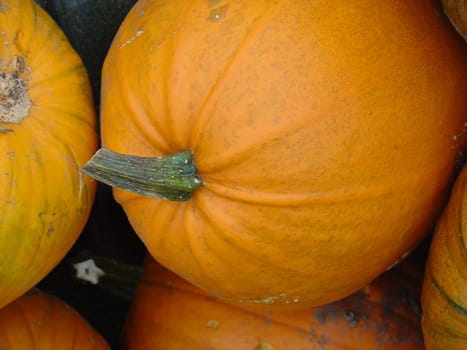 Pumpkin