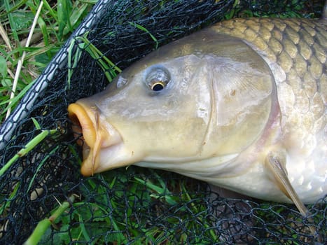 Carp