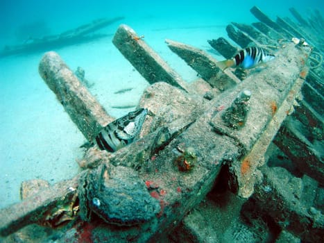 HR,2003,Fontfish inhabit the "house wreck"". A highlight for introductory divers!"