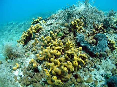 Sponges overgrow a reef,the black one is a bath sponge,as you can buy them for the bath (just alive!)