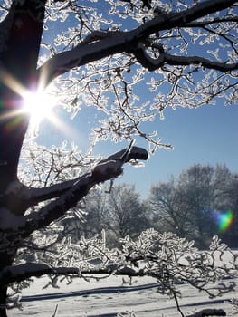 Sun in winter