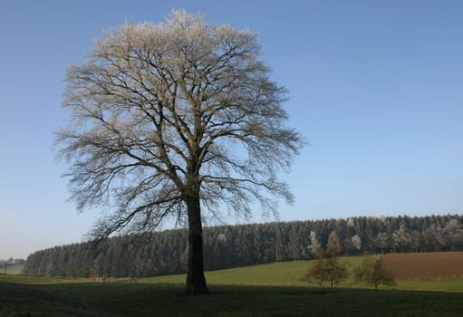 tree without christmas