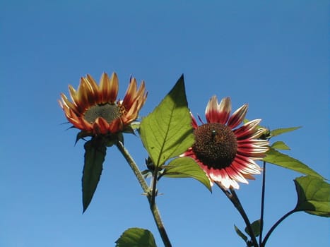 Sunflower red