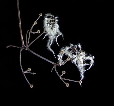 Winter clematis