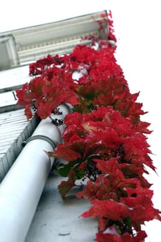 Vine foliage