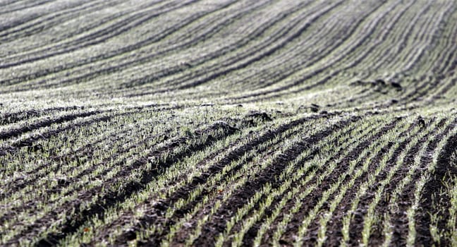 Waves in the field