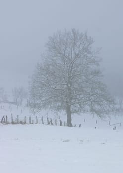 Taken in Kempen,with a lot of fog and hardly any light...