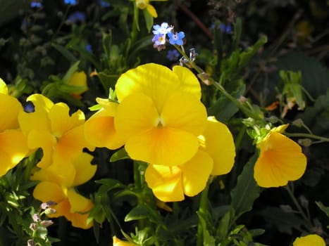 From my garden