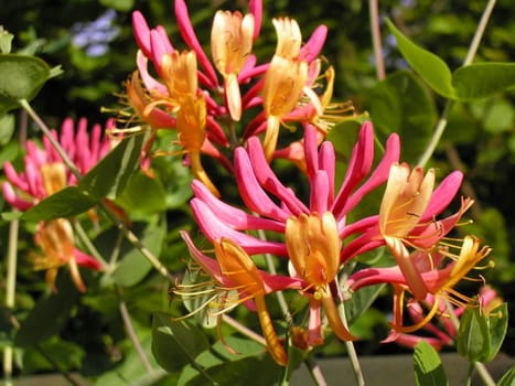 from my garden