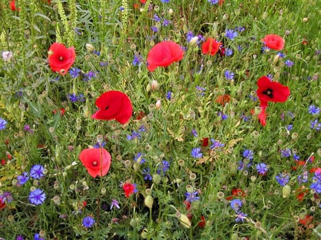 Poppy meadow