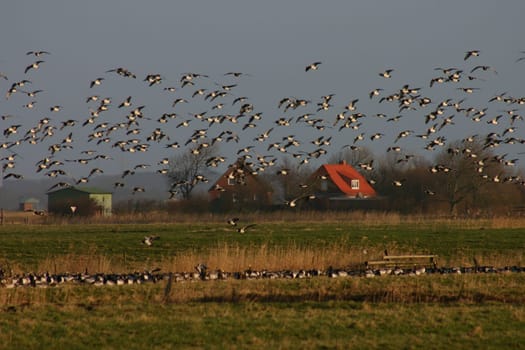 Flock of birds at the North Sea...