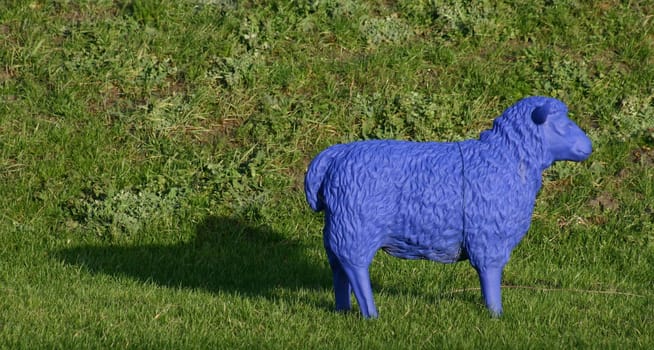 Art on the sheep