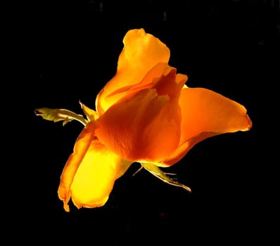 rose without hip without rosehip