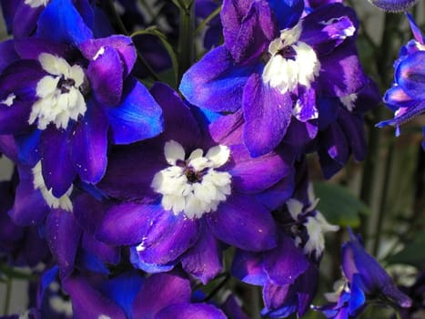 from my garden